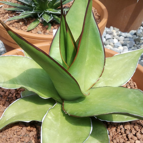 Agave chazaroi