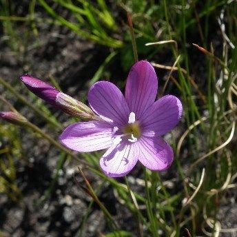 Geissorhiza hesperanthoides