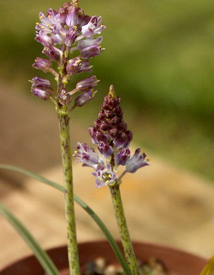 Lachenalia campanulata