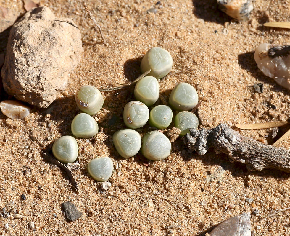 Fenestraria rophalophylla