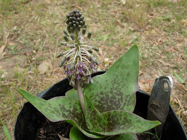 Ledebouria revoluta