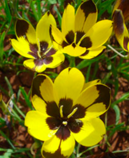 Hesperantha vaginata