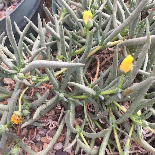 Cephalophyllum corniculatum