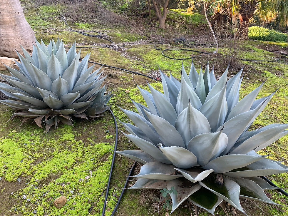 Agave havardiana