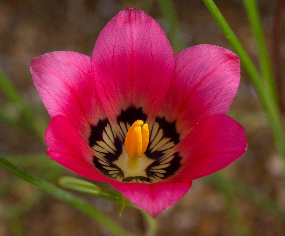 Romulea amoena