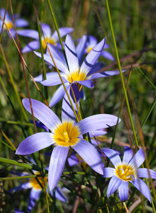 Romulea tabularis