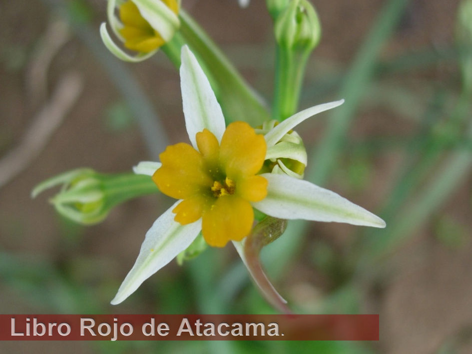 Leucocoryne dimorphopetala