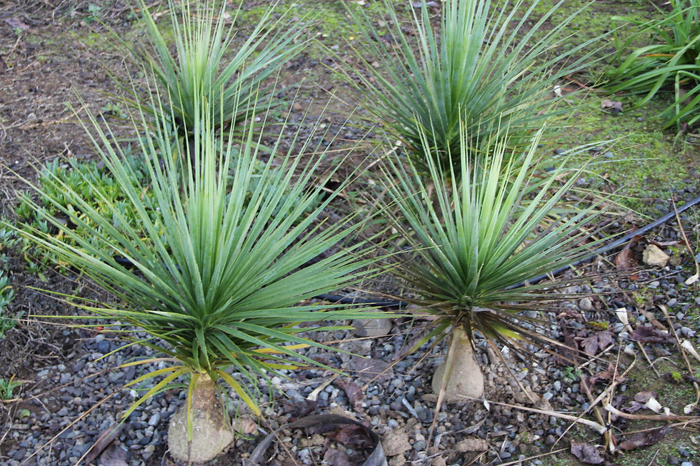 Beaucarnea hiriarteae