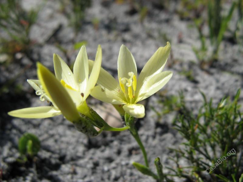 Geissorhiza juncea