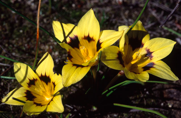 Romulea luteoflora