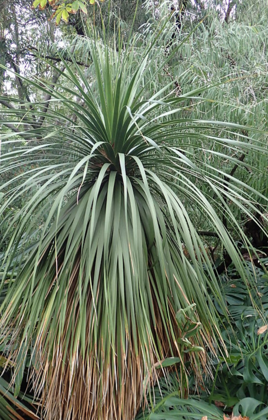 Nolina parviflora