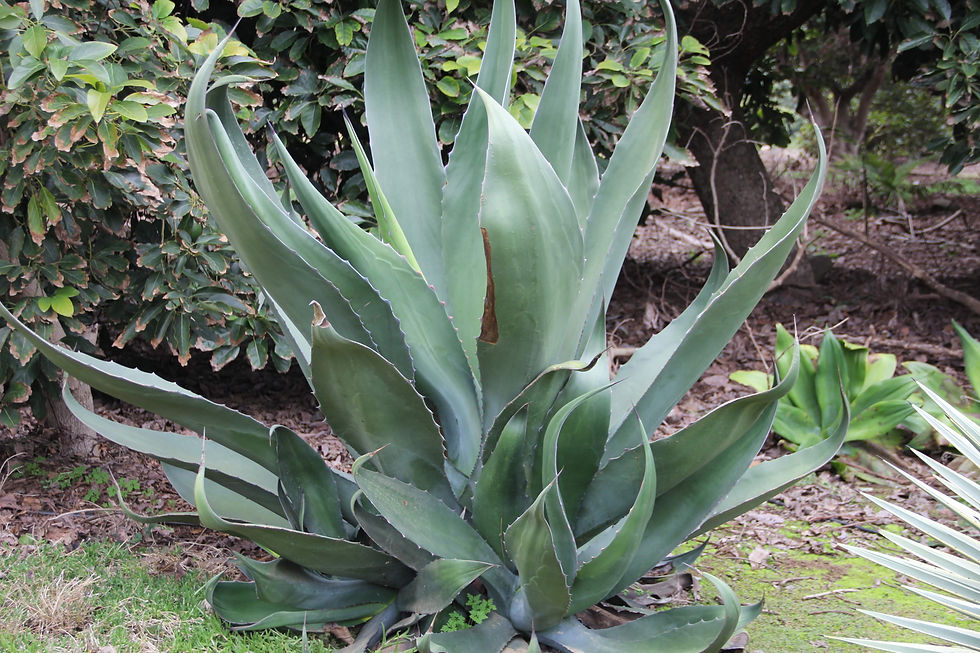 Agave ferox