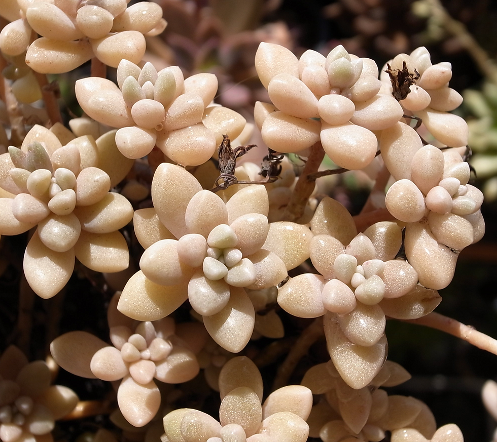 Graptopetalum mendozae
