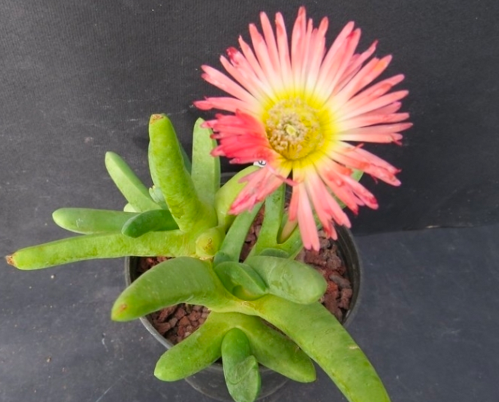 Cephalophyllum caespitosum