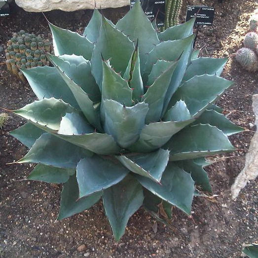 Agave colorata