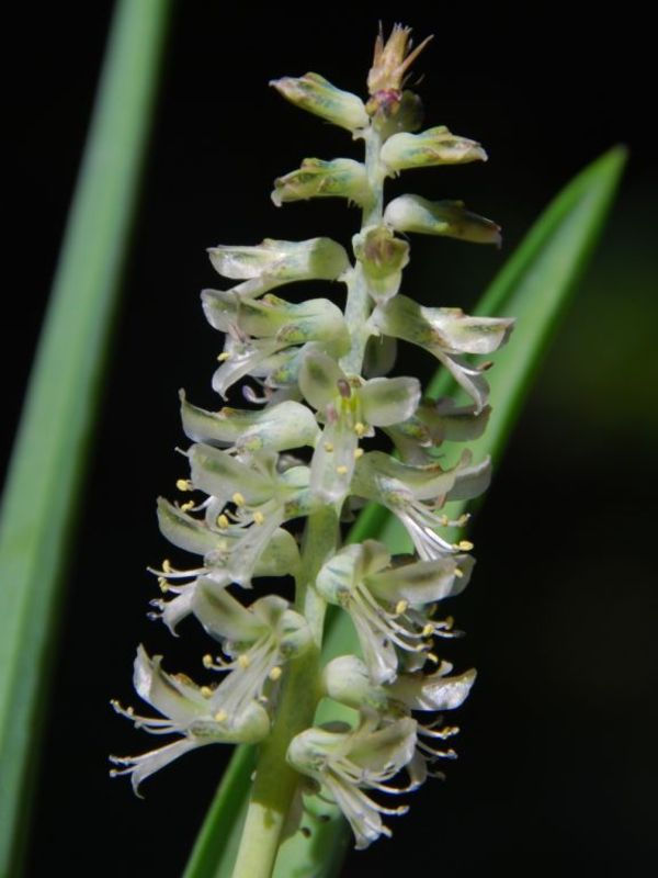 Lachenalia bowkeri