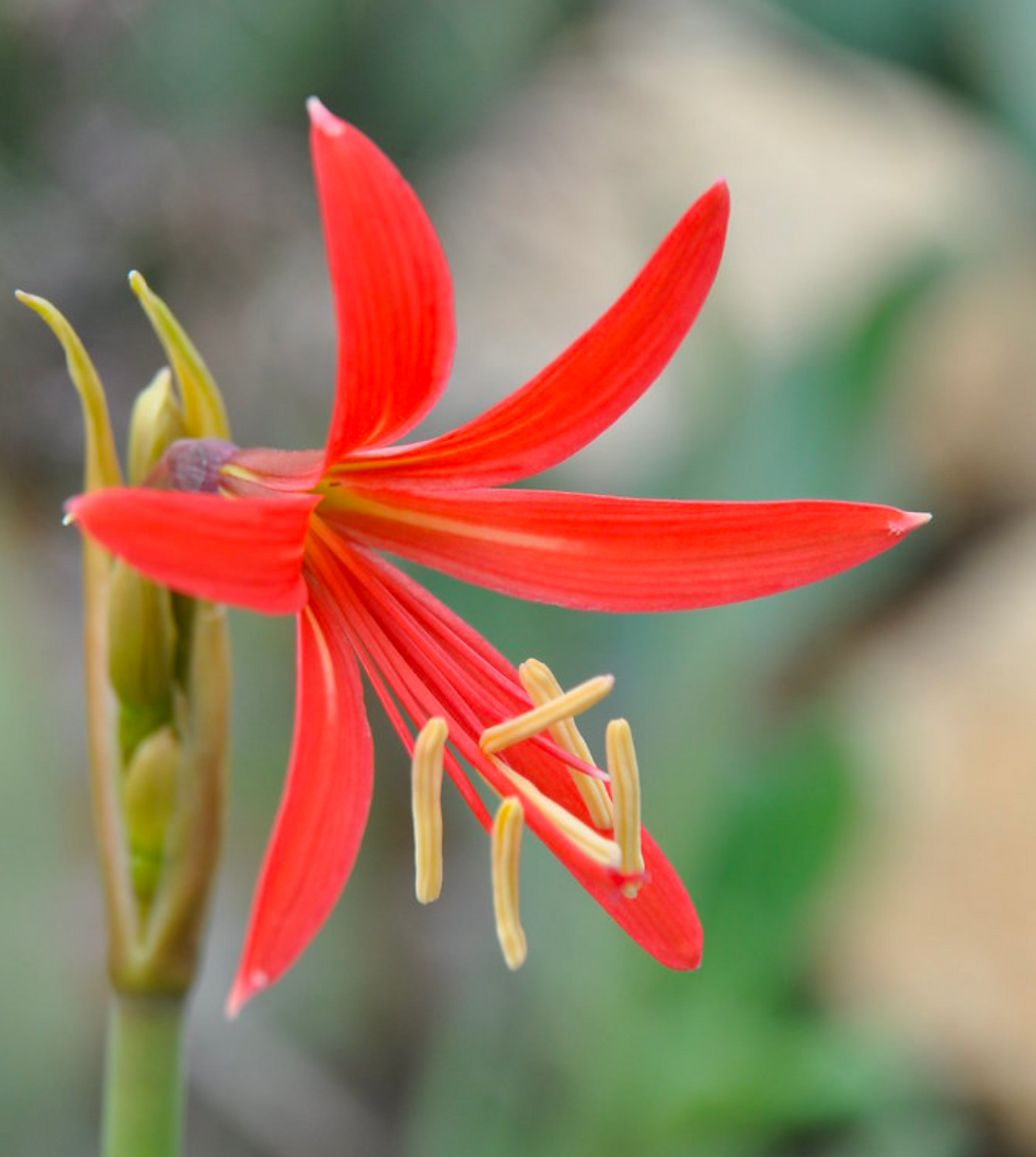 Rhodophiala splendens