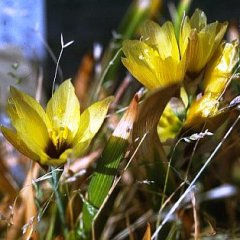 Geissorhiza imbricata ssp. bicolor