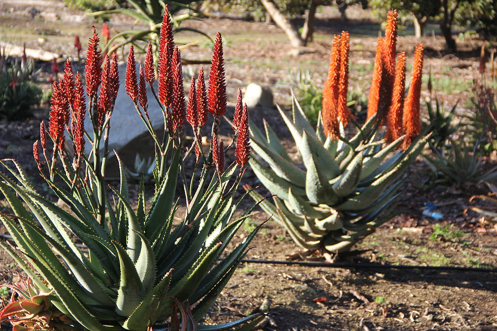 Aloe candelabrum (izquierda) - Aloe ferox (der.)