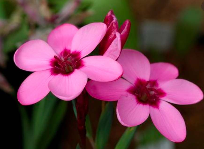 Hesperantha humilis