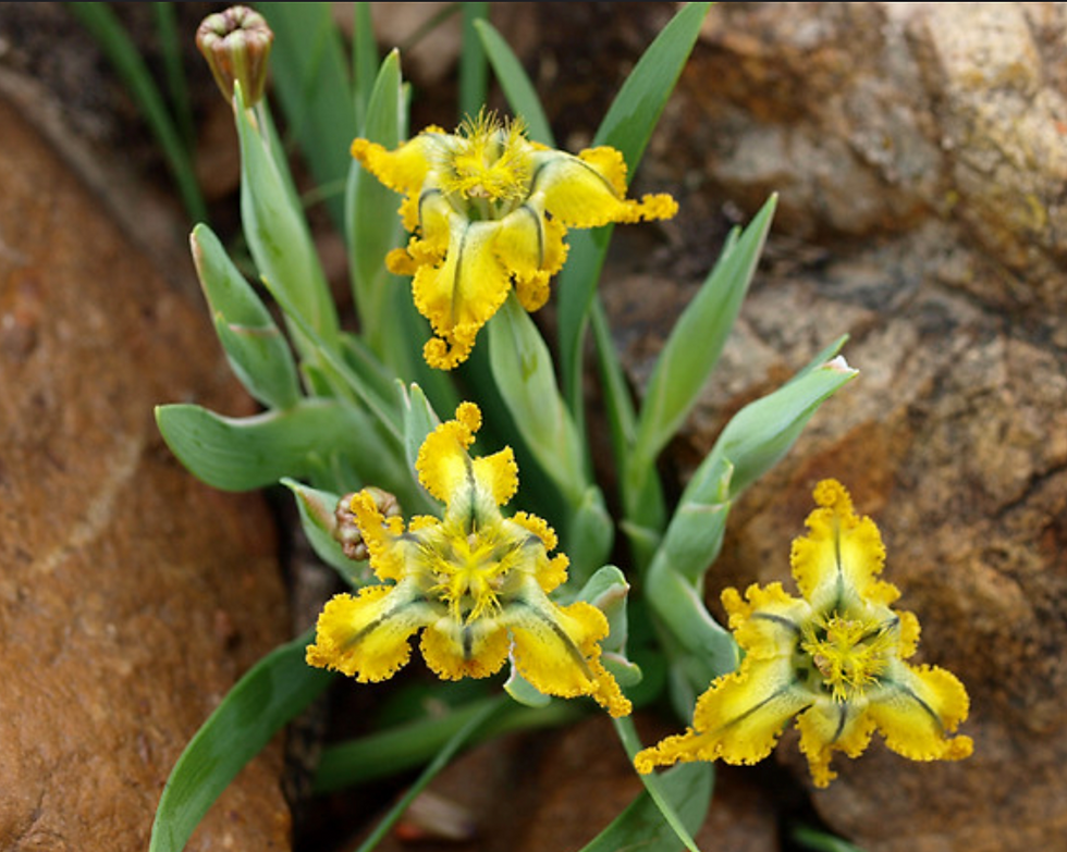 Ferraria variabilis