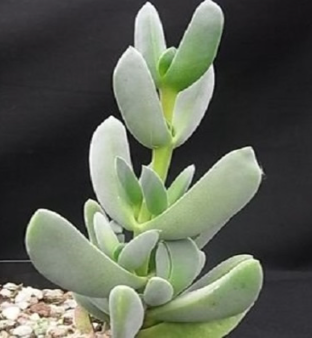 Antimima alborubra