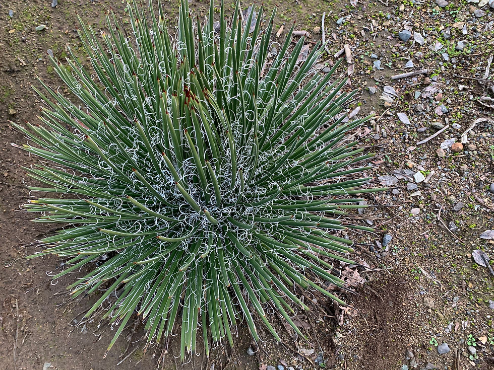 Agave geminiflora