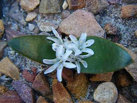 Lachenalia calcicola