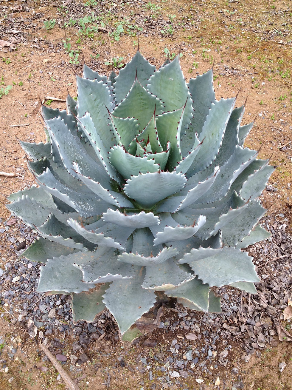 Agave parrasana