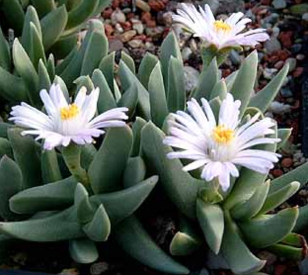 Cerochlamys gemina