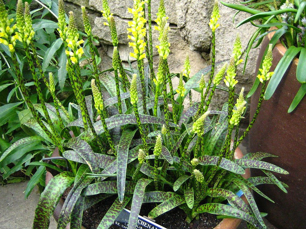Lachenalia arburthnotiae