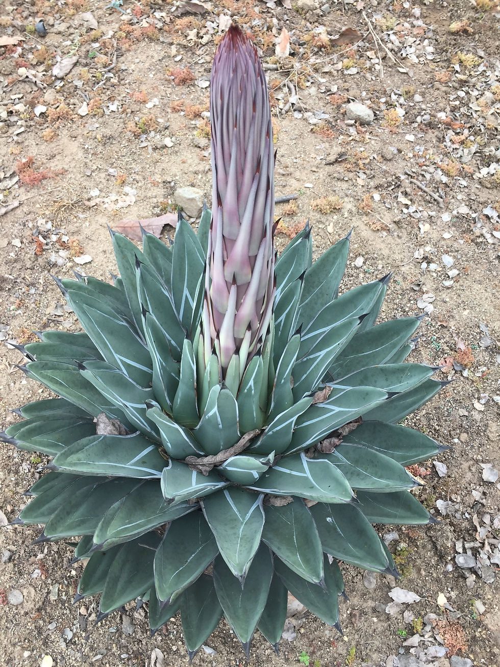 Agave nickelsiae