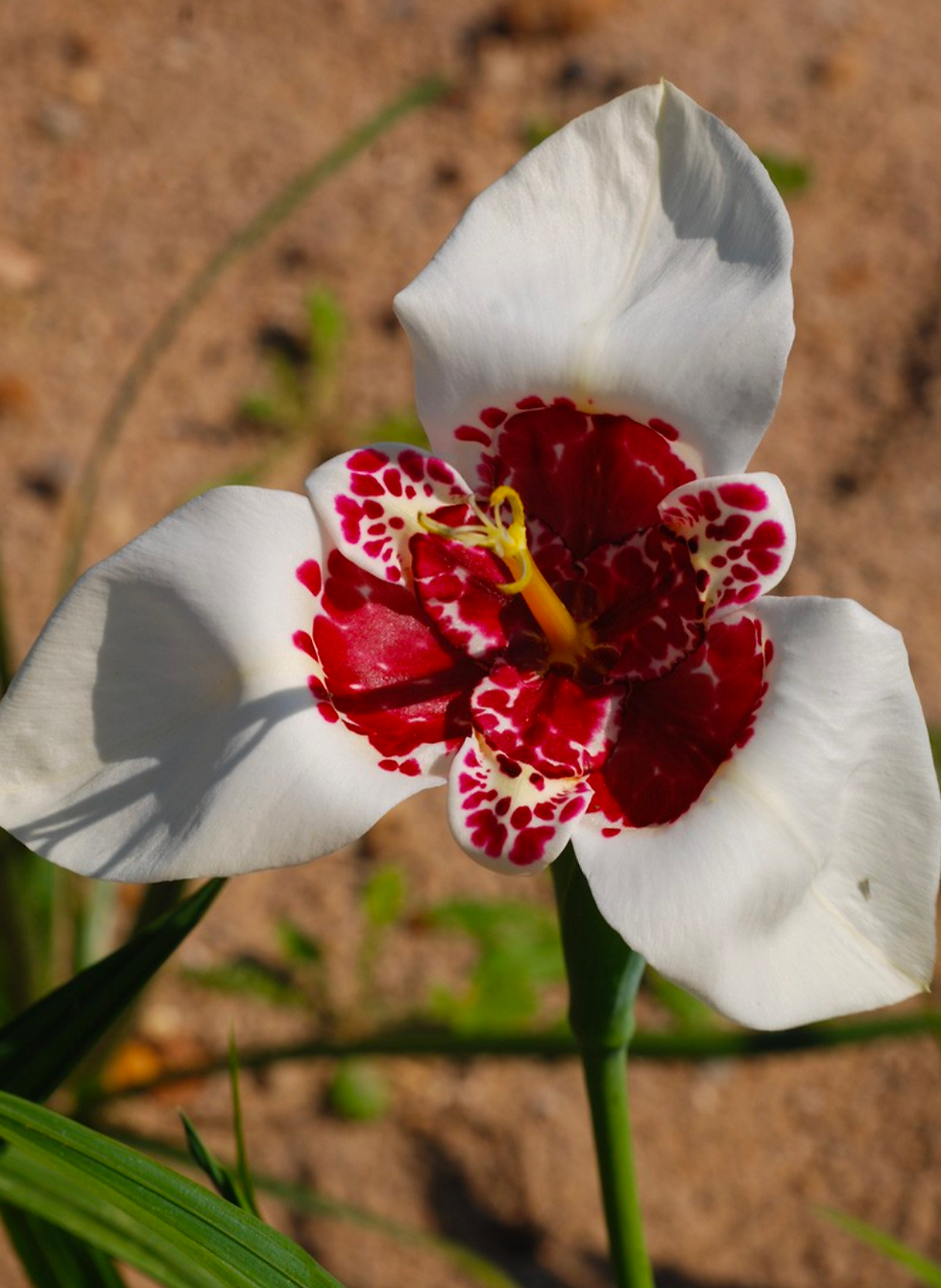 Tigridia pavonia 'Alba Grandiflora'