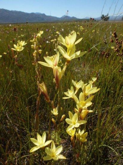 Geissorhiza louisabolusiae