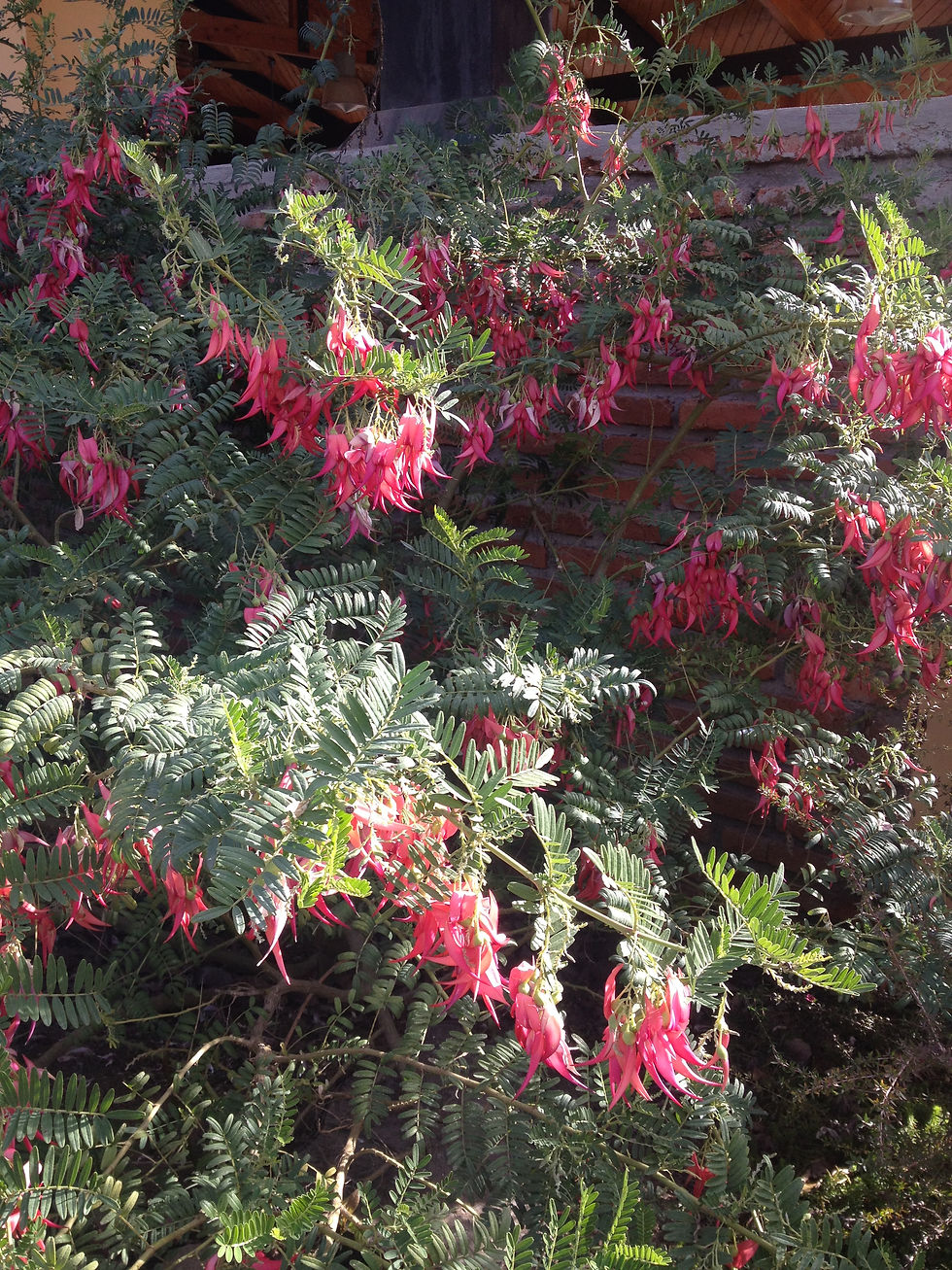 Clianthus puniceus