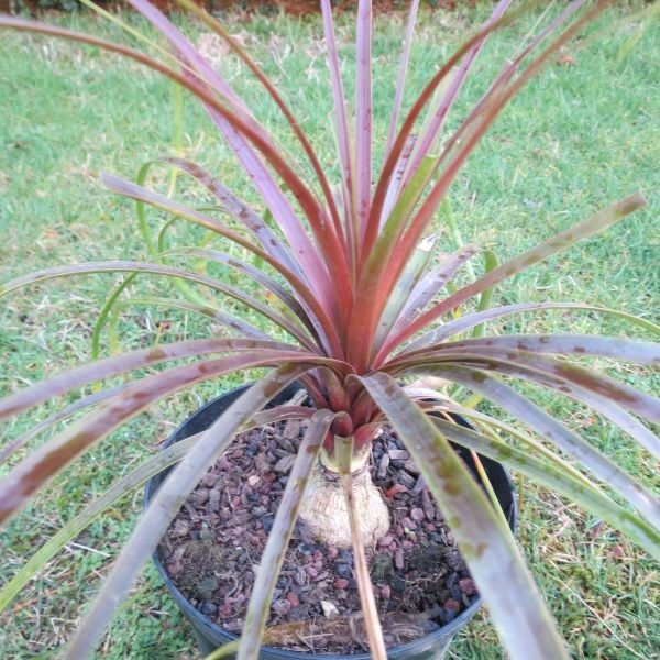 Beaucarnea guatemalensis
