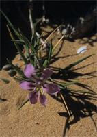 Lapeirousia macrospatha