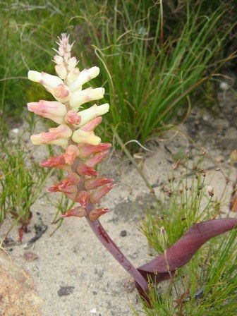 Lachenalia capensis