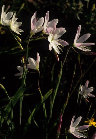 Geissorhiza longifolia