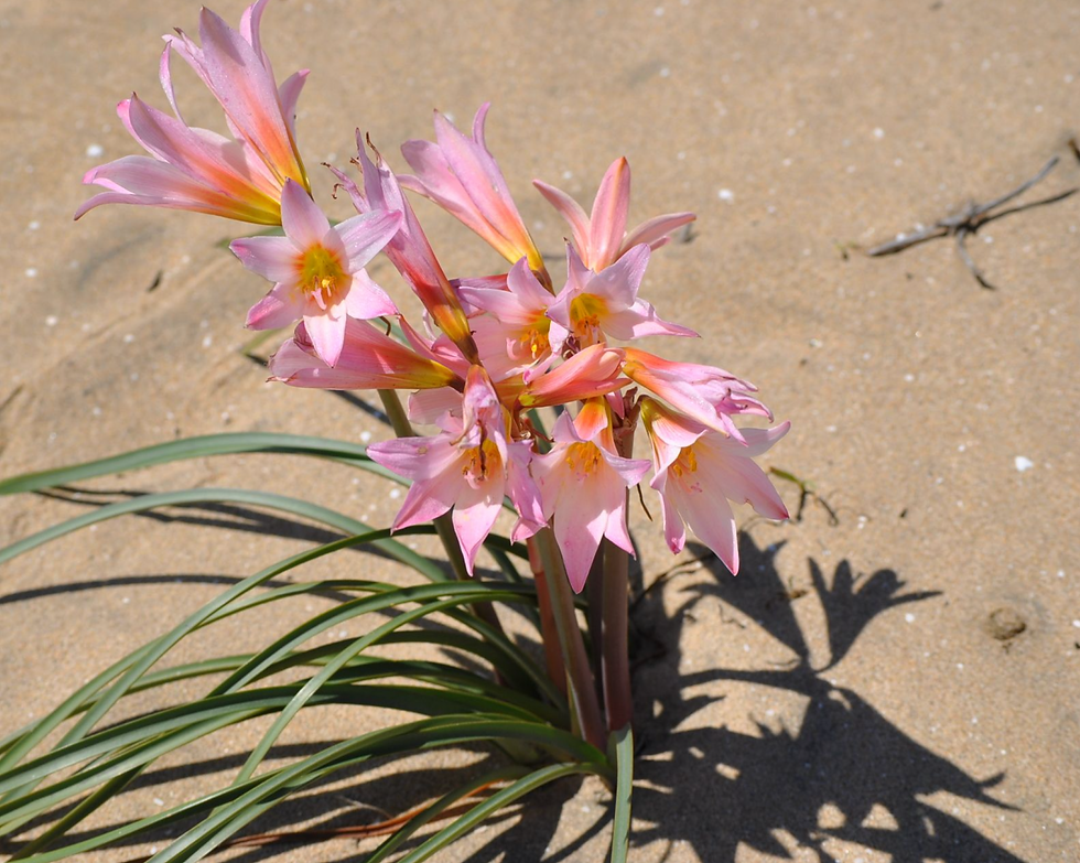 Rhodophiala advena