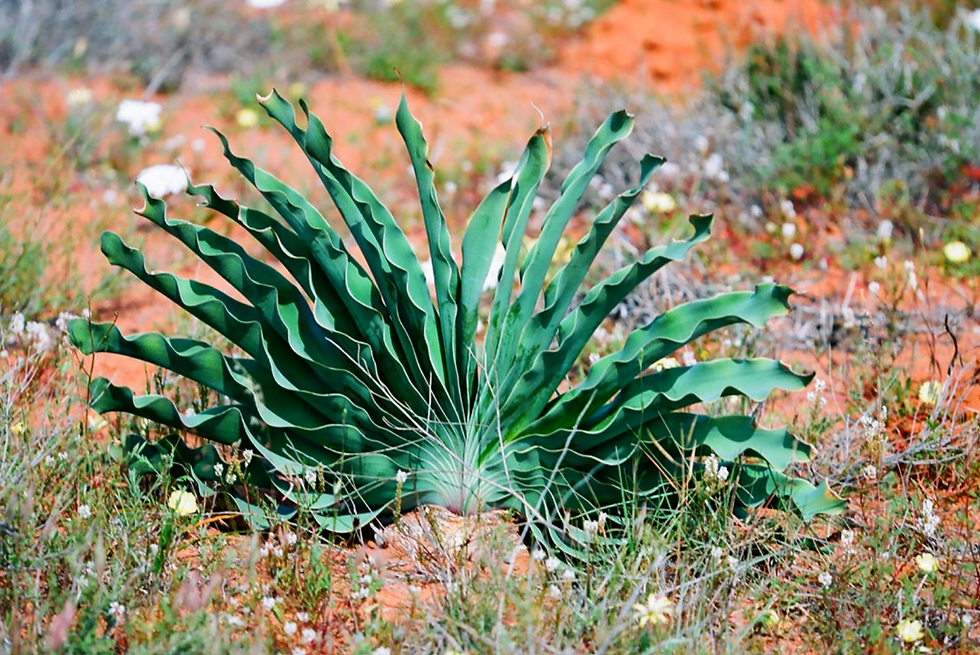 Boophane haemanthoides