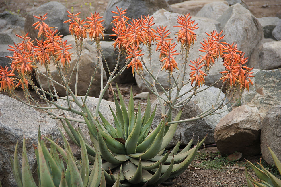 Aloe gerstneri (en flor)