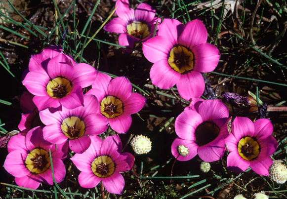 Romulea kombergensis