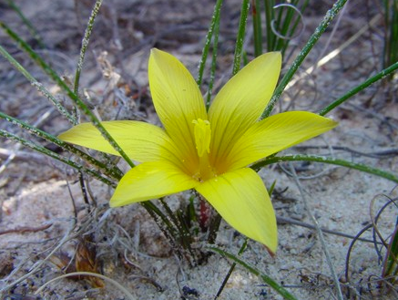 Romulea austinii
