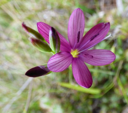 Geissorhiza inconspicua