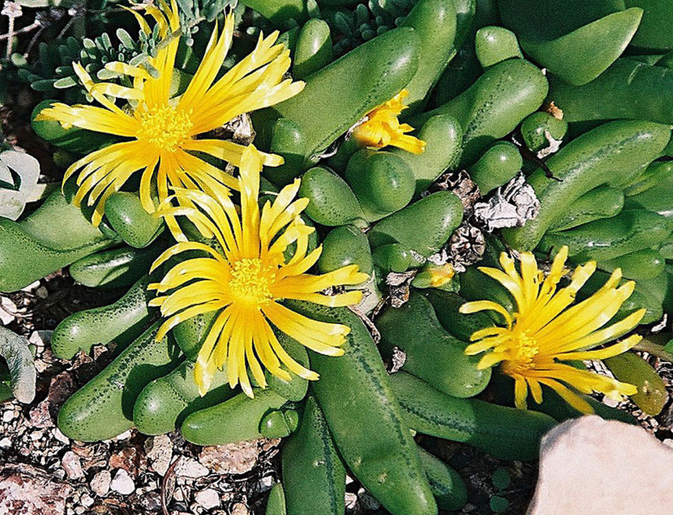 Glottiphyllum nelii