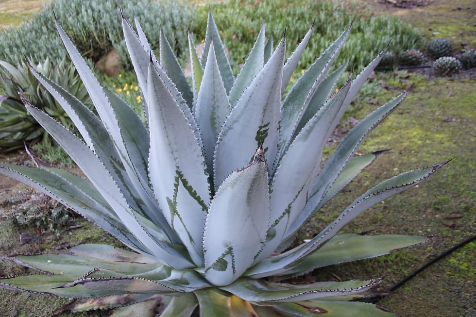Agave impressa