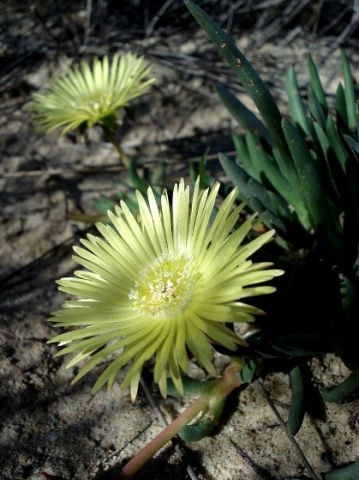 Cephalophyllum loreum