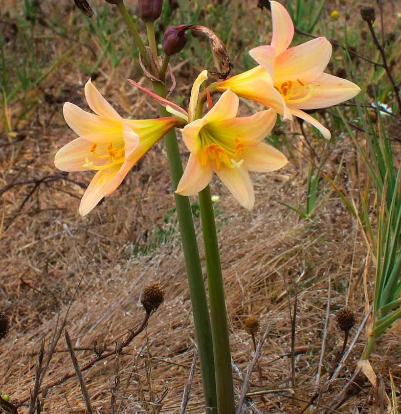 Rhodophiala bakeri
