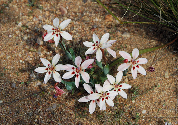 Lapeirousia arenicola